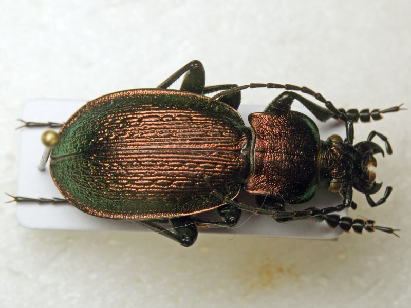 Carabus obsoletus obsoletus n.aureocupreus